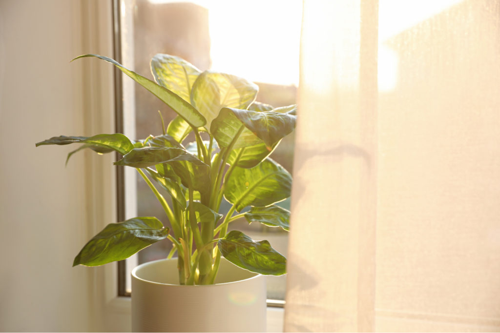 Indoor Plant Near Window