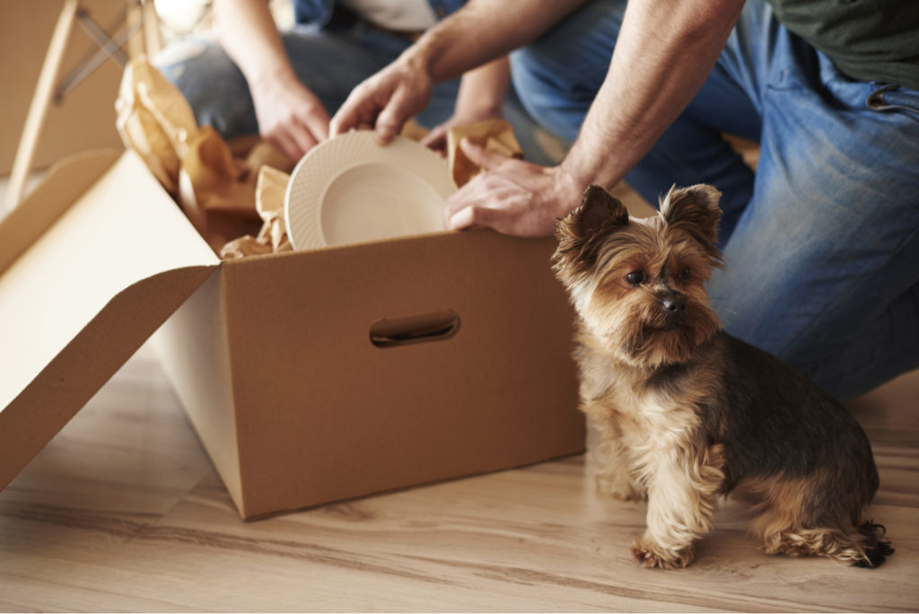 Moving House With A Dog