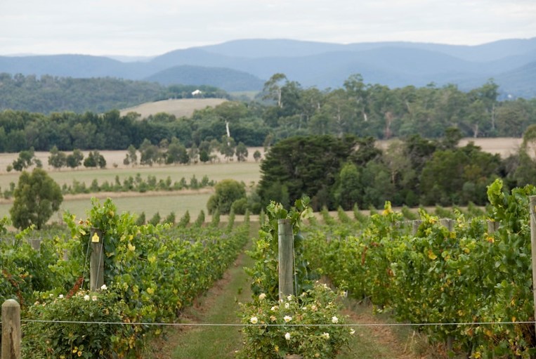 Yarra Wine Tasting Tours